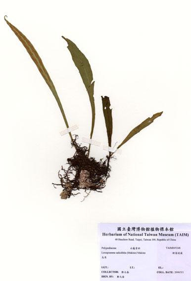中文名：柳葉劍蕨 (H005248)學名： em Loxogramme salicifolia (Makino) Makino /em 