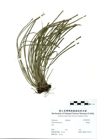 中文名：書帶蕨 (H005250)學名： em Vittaria flexuosa F?e /em 