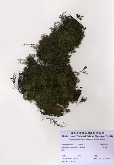 中文名：團散蕨 (H005253)學名： em Gonocormus minutus (Bl.) v. d. Bosch /em 