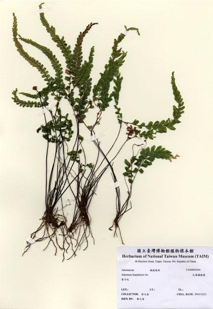 中文名：毛葉鐵線蕨 (H005264)學名： em Adiantum hispidulum Sw. /em 