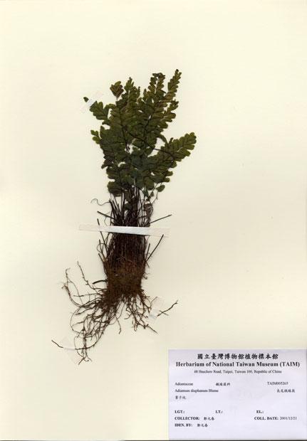 中文名：長尾鐵線蕨 (H005265)學名： em Adiantum diaphanum Blume /em 