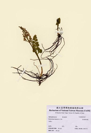 中文名：扇羽陰地蕨 (H005267)學名： em Botrychium lunaria (L.) Sw. /em 
