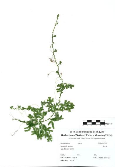 中文名：翠雲草 (H005325)學名： em Selaginella uncinataq (Desv.) Spring /em 