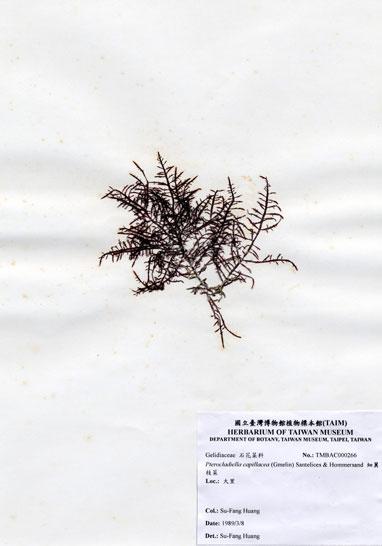 中文名：細翼枝菜 (A000266)學名： em Pterocladiella capillacea (Gmelin) Santelices & Hommersand /em 