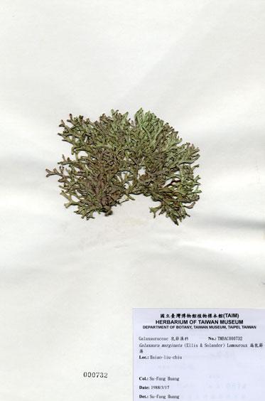 中文名：扁乳節藻 (A000732)學名： em Galaxaura marginata (Ellis & Solander) Lamouroux /em 