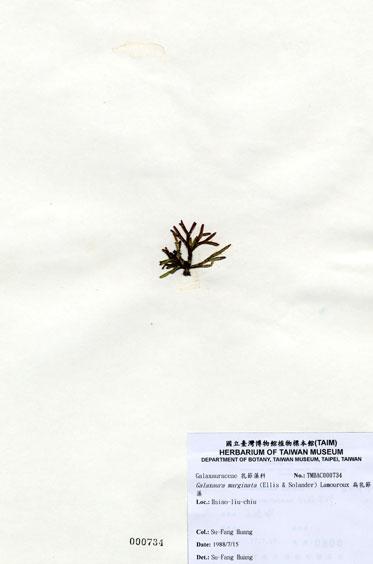 中文名：扁乳節藻 (A000734)學名： em Galaxaura marginata (Ellis & Solander) Lamouroux /em 