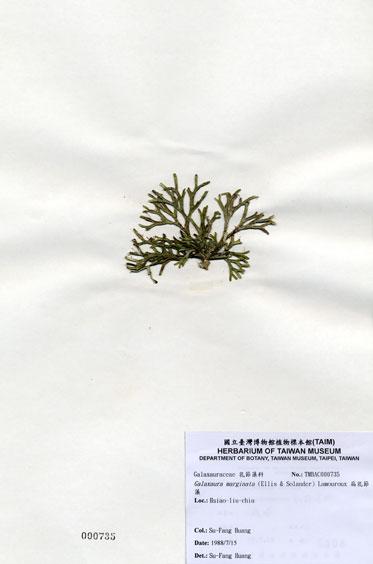 中文名：扁乳節藻 (A000735)學名： em Galaxaura marginata (Ellis & Solander) Lamouroux /em 