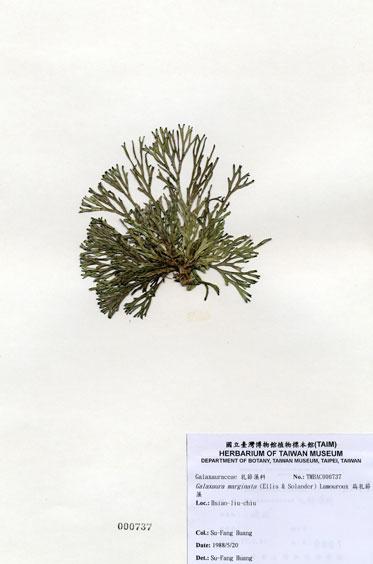中文名：扁乳節藻 (A000737)學名： em Galaxaura marginata (Ellis & Solander) Lamouroux /em 