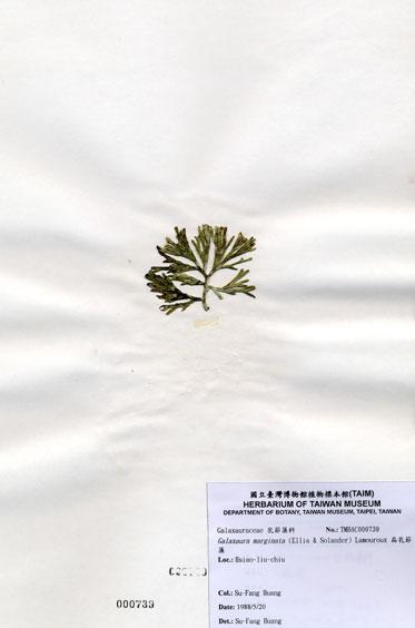 中文名：扁乳節藻 (A000739)學名： em Galaxaura marginata (Ellis & Solander) Lamouroux /em 
