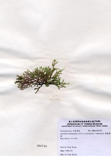 中文名：扁乳節藻 (A000740)學名： em Galaxaura marginata (Ellis & Solander) Lamouroux /em 