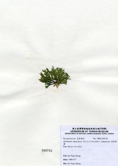 中文名：扁乳節藻 (A000743)學名： em Galaxaura marginata (Ellis & Solander) Lamouroux /em 