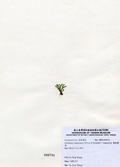 中文名：扁乳節藻 (A000744)學名： em Galaxaura marginata (Ellis & Solander) Lamouroux /em 