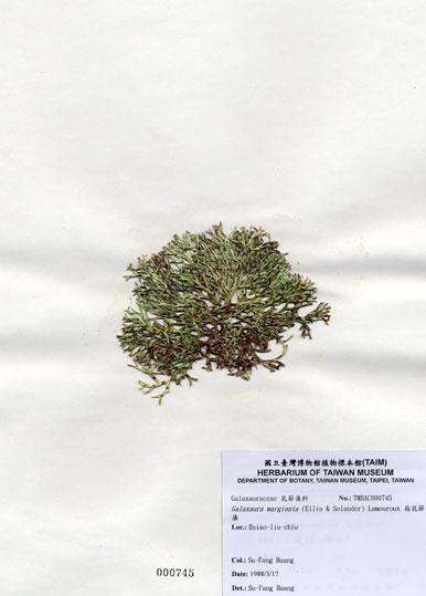 中文名：扁乳節藻 (A000745)學名： em Galaxaura marginata (Ellis & Solander) Lamouroux /em 
