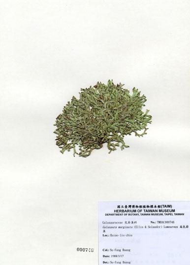 中文名：扁乳節藻 (A000746)學名： em Galaxaura marginata (Ellis & Solander) Lamouroux /em 