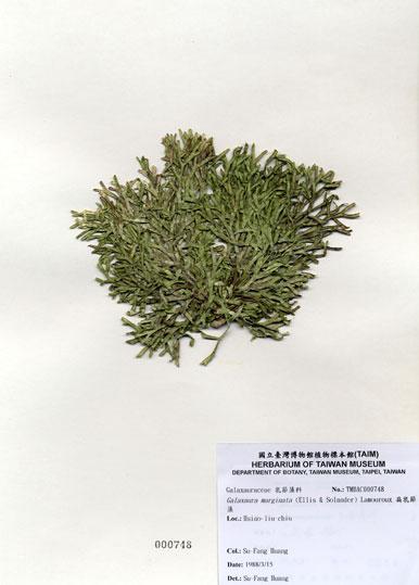 中文名：扁乳節藻 (A000748)學名： em Galaxaura marginata (Ellis & Solander) Lamouroux /em 