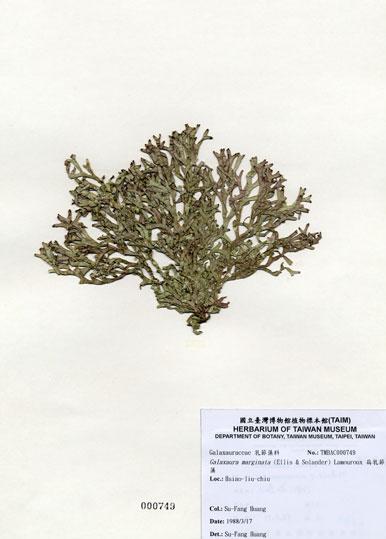 中文名：扁乳節藻 (A000749)學名： em Galaxaura marginata (Ellis & Solander) Lamouroux /em 