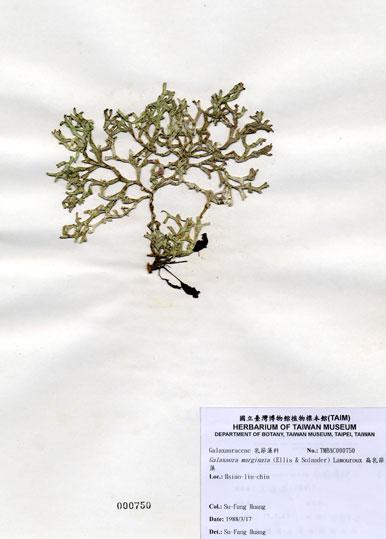 中文名：扁乳節藻 (A000750)學名： em Galaxaura marginata (Ellis & Solander) Lamouroux /em 