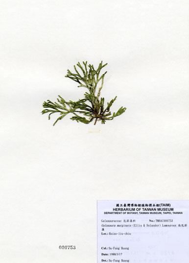 中文名：扁乳節藻 (A000753)學名： em Galaxaura marginata (Ellis & Solander) Lamouroux /em 