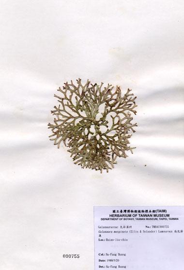 中文名：扁乳節藻 (A000755)學名： em Galaxaura marginata (Ellis & Solander) Lamouroux /em 