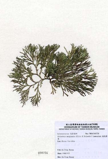 中文名：扁乳節藻 (A000756)學名： em Galaxaura marginata (Ellis & Solander) Lamouroux /em 