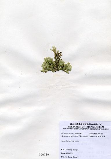 中文名：鈍乳節藻 (A000780)學名： em Galaxaura obtusata (Ellis & Solander) Lamouroux /em 