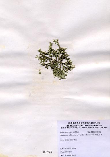 中文名：鈍乳節藻 (A000781)學名： em Galaxaura obtusata (Ellis & Solander) Lamouroux /em 