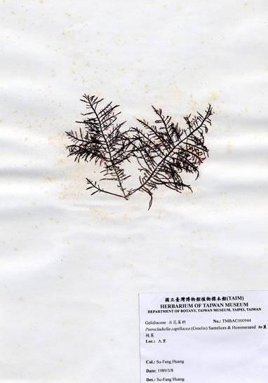 中文名：細翼枝菜 (A000944)學名： em Pterocladiella capillacea (Gmelin) Santelices & Hommersand /em 