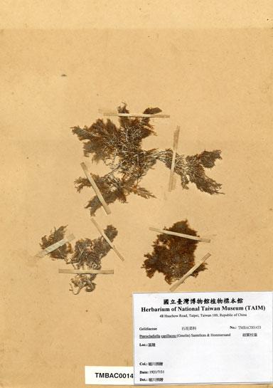 中文名：細翼枝藻 (A001433)學名： em Pterocladiella capillacea (Gmelin) Santelices & Hommersand /em 