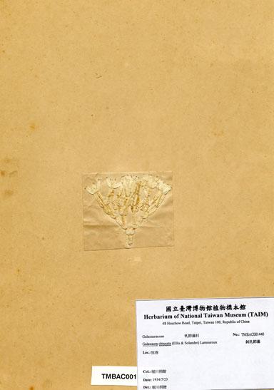 中文名：鈍乳節藻 (A001440)學名： em Galaxaura obtusata (Ellis & Solander) Lamouroux /em 