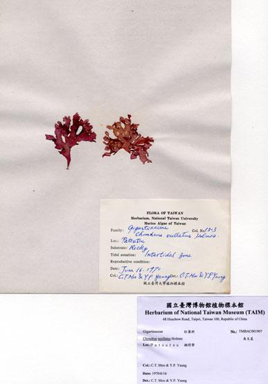 中文名：角叉菜 (A001907)學名： em Chondrus ocellatus Holmes /em 