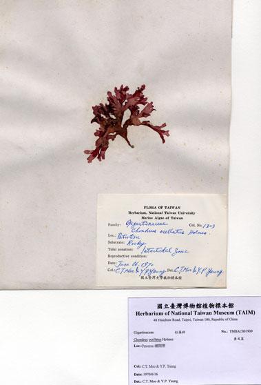 中文名：角叉菜 (A001909)學名： em Chondrus ocellatus Holmes /em 