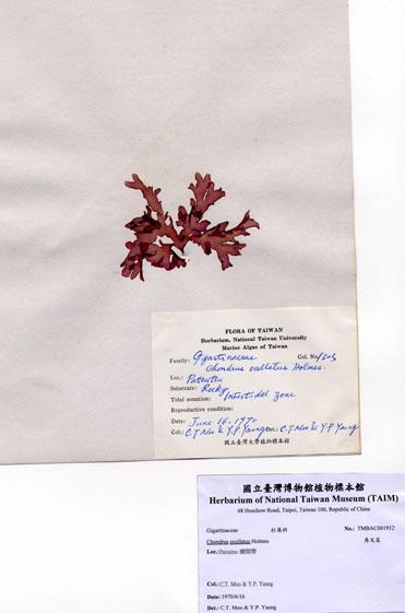 中文名：角叉菜 (A001912)學名： em Chondrus ocellatus Holmes /em 