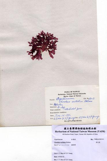 中文名：角叉菜 (A001913)學名： em Chondrus ocellatus Holmes /em 