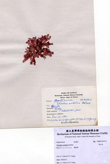 中文名：角叉菜 (A001915)學名： em Chondrus ocellatus Holmes /em 