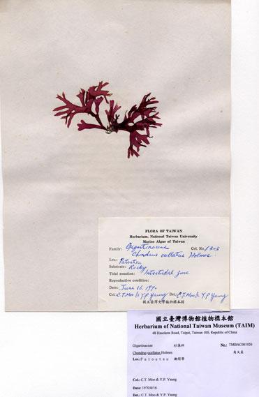 中文名：角叉菜 (A001920)學名： em Chondrus ocellatus Holmes /em 