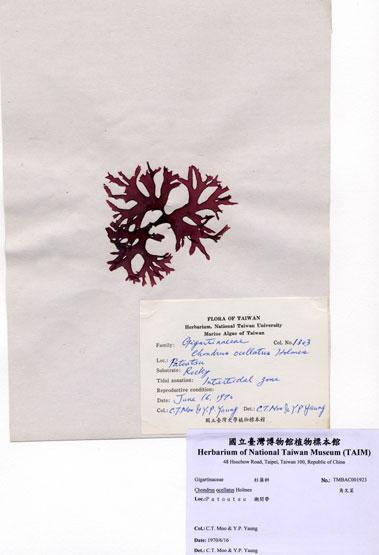 中文名：角叉菜 (A001923)學名： em Chondrus ocellatus Holmes /em 