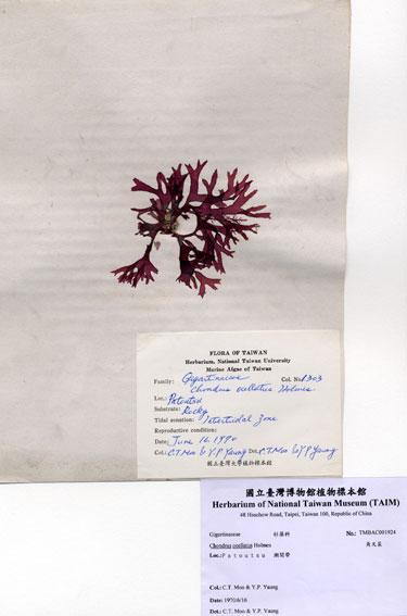 中文名：角叉菜 (A001924)學名： em Chondrus ocellatus Holmes /em 