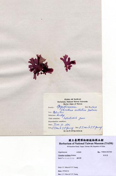 中文名：角叉菜 (A001960)學名： em Chondrus ocellatus Holmes /em 