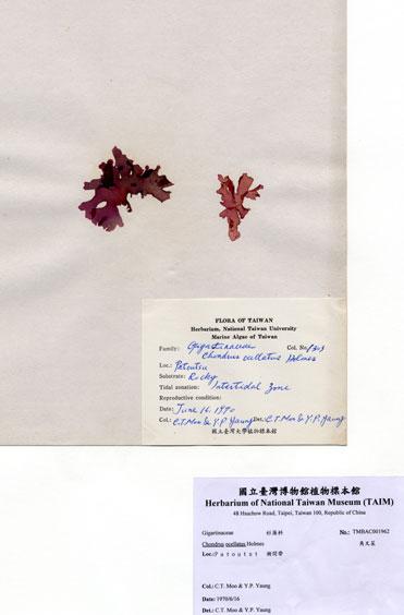 中文名：角叉菜 (A001962)學名： em Chondrus ocellatus Holmes /em 