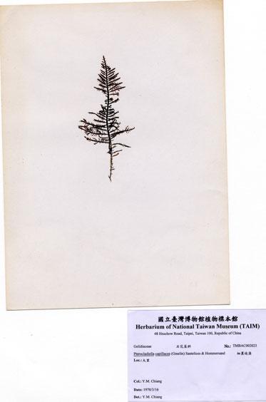中文名：細翼枝藻 (A002023)學名： em Pterocladiella capillacea (Gmelin) Santelices & Hommersand /em 