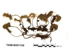中文名：樹蘚 (B001106)學名： em Pleuroziopsis ruthenica (Weinm.) Kindb. /em 