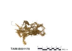 (B001178)學名： em Tetracladium molkenboerii Lac. /em 