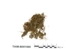 中文名：唇邊鱗苔屬 (B001560)學名： em Cheilolejeunea clausa (Nees & Mont.) Schust. /em 