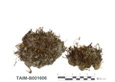 中文名：尖葉提燈蘚 (B001606)學名： em Mnium cuspidatum Hedw. /em 