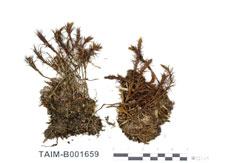 中文名：多形金發蘚 (B001659)學名： em Polytrichum ohioense Ren & Card. /em 