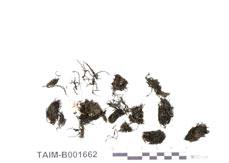 中文名：羅氏黑蘚 (B001662)學名： em Andreaea rothii Web. & Mohr. /em 