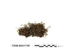 中文名：樹形提燈蘚 (B001748)學名： em Trachycystis ussuriensis (Maack & Regel) Kop. /em 