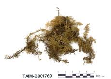 中文名：毛羽蘚 (B001769)學名： em Bryonoguchia molkenboeri (Sande Lac.) Iwats. & Inoue. /em 
