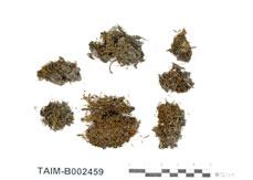 (B002459)學名： em Cynodontium gracilescens (Web. & Mohr) Schimp. /em 