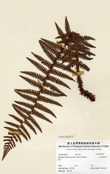 中文名：瓦氏鱗毛蕨 (H000052)學名： em Dryopteris wallichiana (Spr.) Alston & Bonner /em 